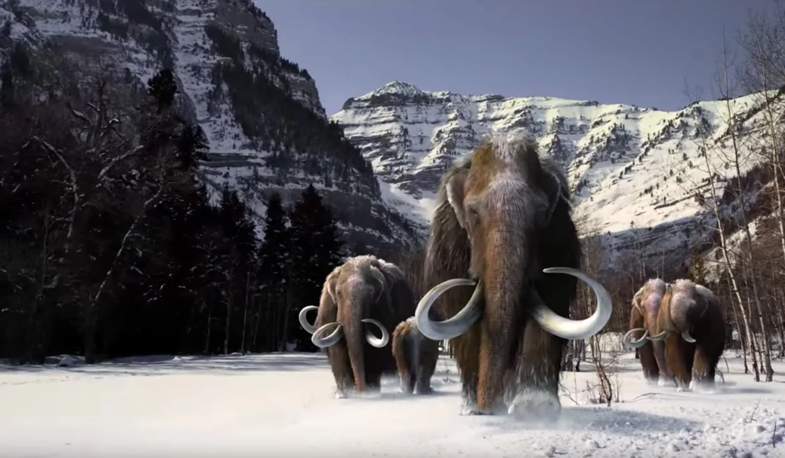 Group of mammoths with tusks and trunk walking in the snow with mountains in the background