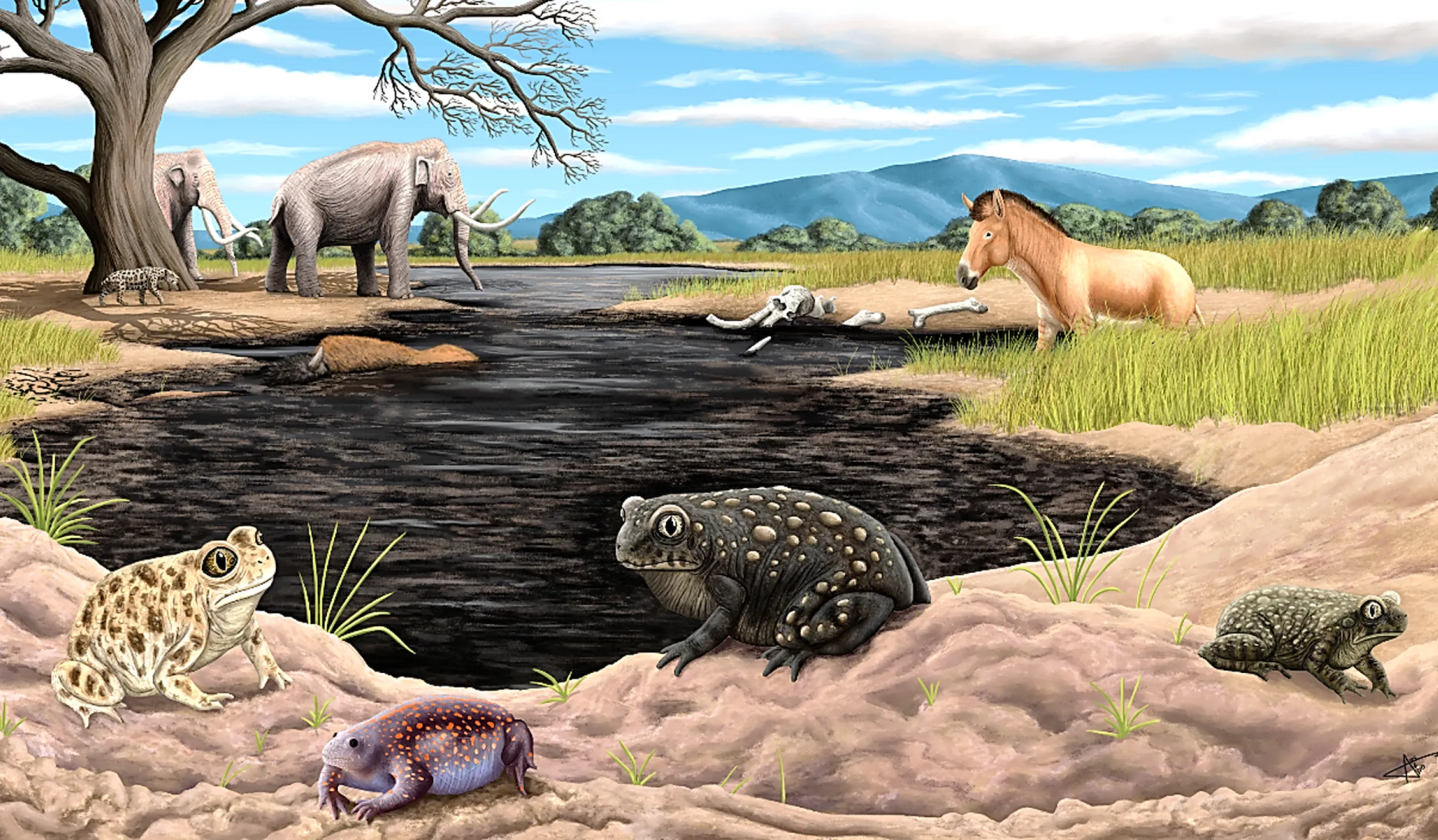 Reconstruction of Spea labreae, a black toad with orange spots in front of a tar pit, flanked by three other toads