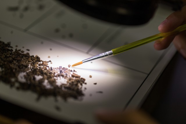 Photo of microfossils being sorted in the Tar Pits micro lab