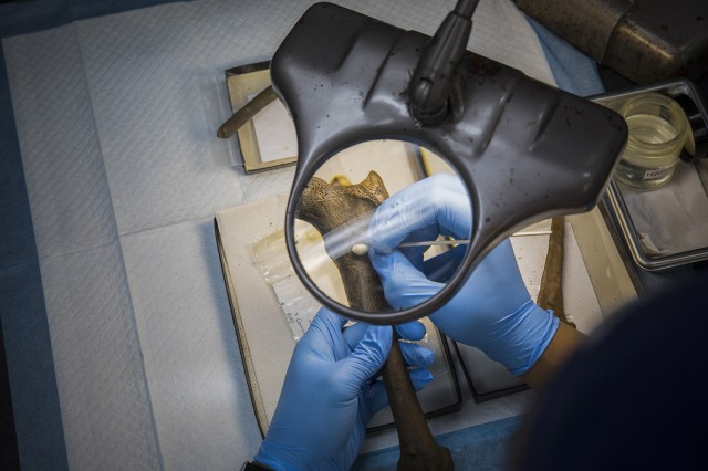 Photo of a dire wolf bone being cleaned at 