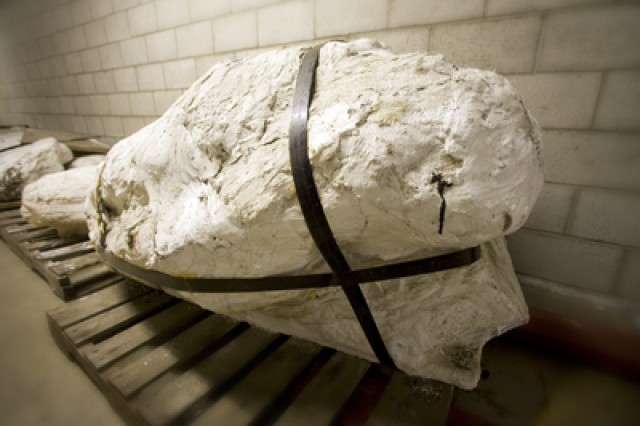 Photograph of fossils coated in plaster jacket on pallet