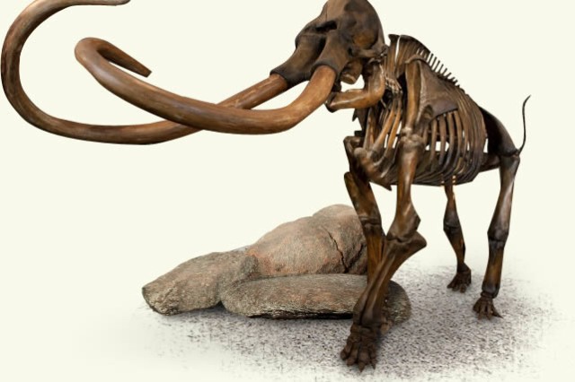 Computer rendering of Zed the mammoth