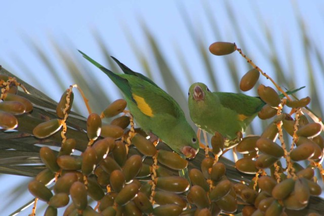 date palm, parakeet, birds, ornithology