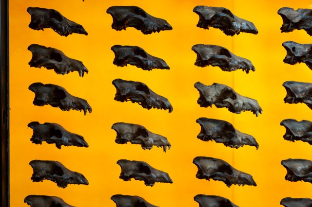 Dire Wolf Wall