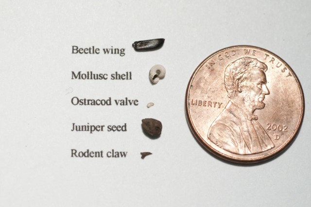 microfossils next to a penny at la brea tar pits