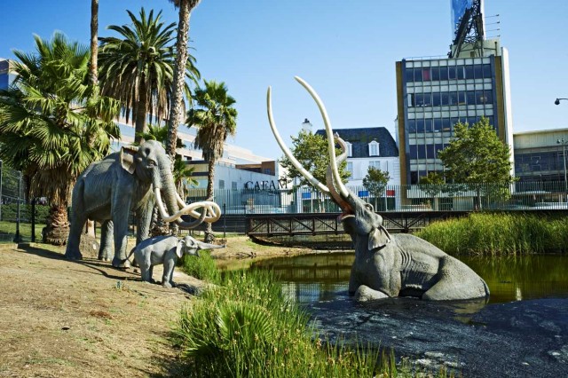 mammoths in the lake pit at la brea tar pits