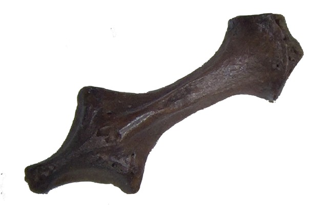 a xiphisternum bone from a small mammal