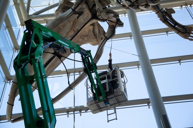 Fin whale cleaning operation 2