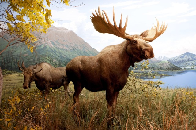 diorama of moose with large antlers in a field with lake in distance