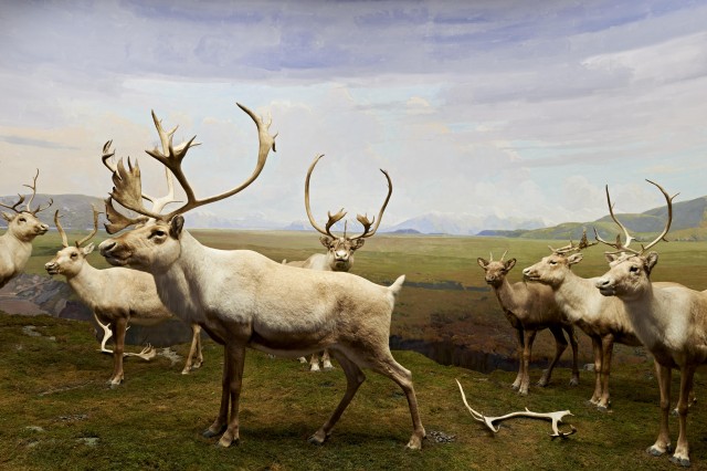 Diorama of caribou on grassy landscape