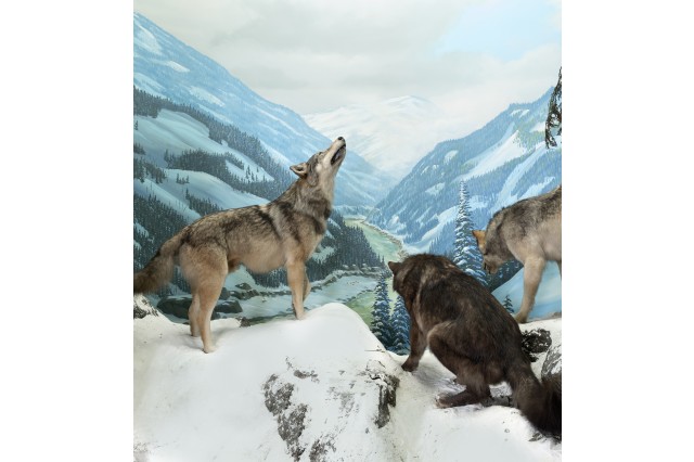 Diorama of three grey wolves howling at something in the distance in a snowy mountain landscape