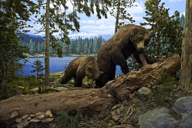 Diorama of two grizzly bears with a lake in the background