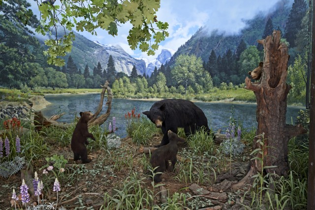 Diorama of a family of black bears in Yosemite Valley