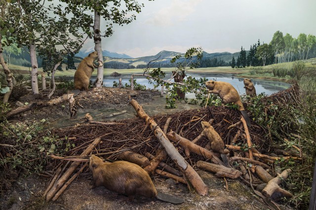 taxidermy diorama of beavers building dam