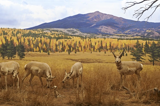 Diorama of pronghorn in a meadow with mountains in the background