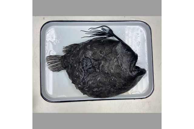 Anglerfish slideshow 3