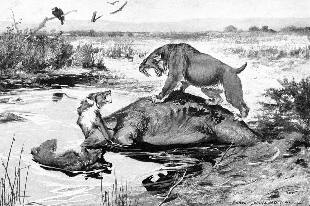 Smilodon californicus and Canis dirus fight over a Mammuthus columbi carcass in  La Brea Tar Pits