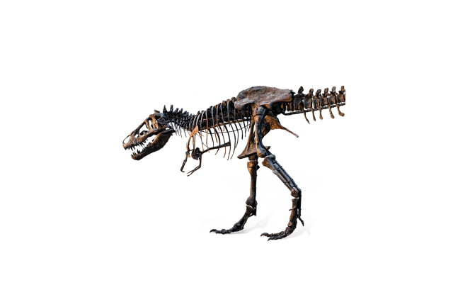 T. rex adolescent front half