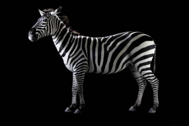 an extinct plains zebra from the age of mammals