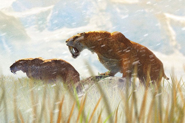 Illustration of saber tooth cats
