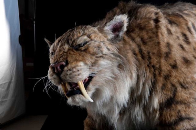 Saber-toothed Cat Puppet