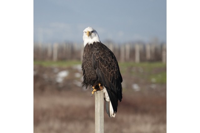 bald eagle pearched outside of 