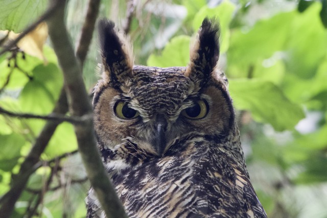 Great-horned owl close up 