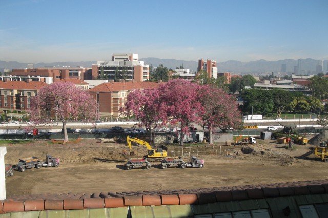 Earth movers prepare the NHM Nature Gardens grounds, silk floss trees in bloom in the background