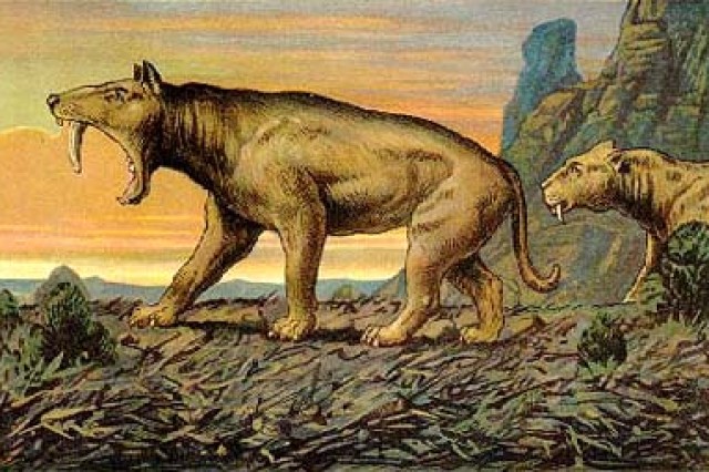 early saber-toothed cat illustration depicting cat in mid roar and another behind