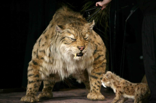 The life-sized saber-toothed cat puppet Cali and juvenile saber-toothed kitten puppet, Nibbles