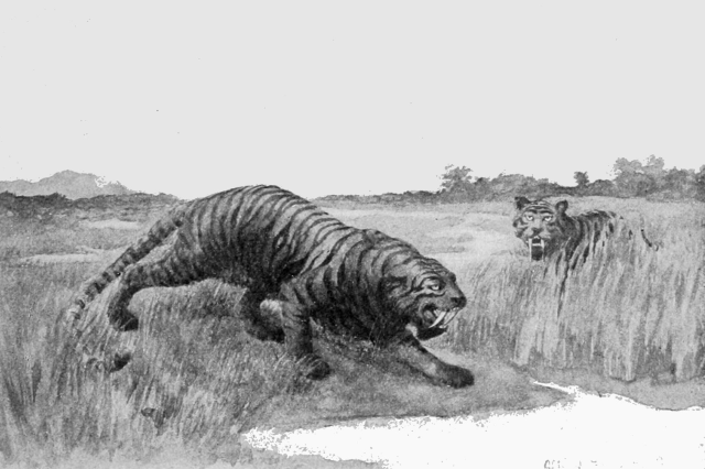 1894/1898? - Holophoneus occidentalis / A Nimravid, not a “true” saber toothed cat