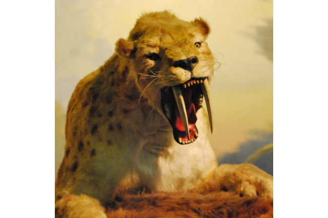 Animatronic saber-toothed cat at the Tar Pits