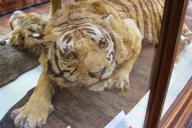 Bengal Tiger specimen from Nepal, given to the Natural Museum of Ireland by King George V in 1913