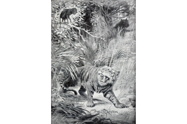Early restoration by Lancelot Speed from 1905 depicting Machairodus with tiger-like markings.