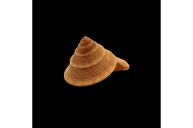 chocolate-lined top shell