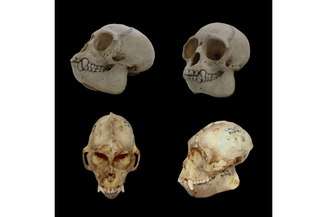 Atelus monkey skull and Cebus monkey skull