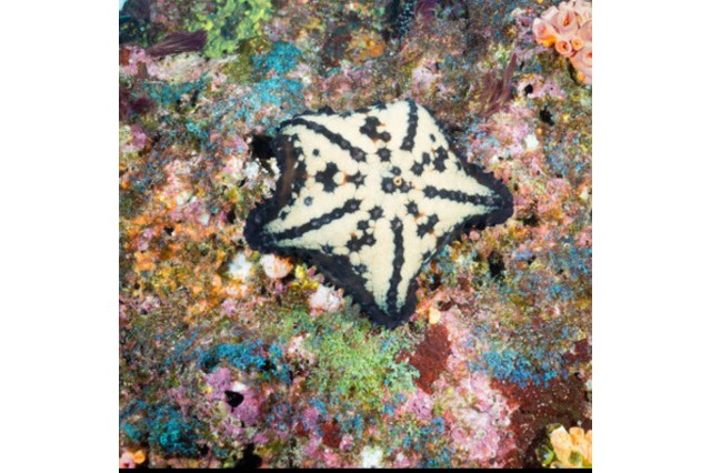 Chocolate chip sea star (Nidorellia armata)