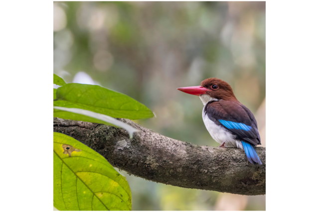 Chocolate-backed kingfisher | Halcyon badia