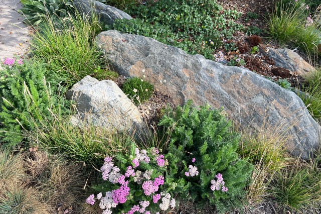 Commons Garden rock and plants detail