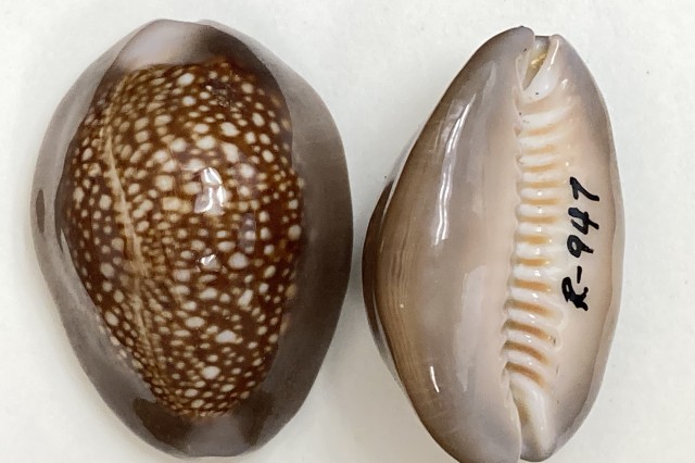Hawaiian Snakehead Cowrie