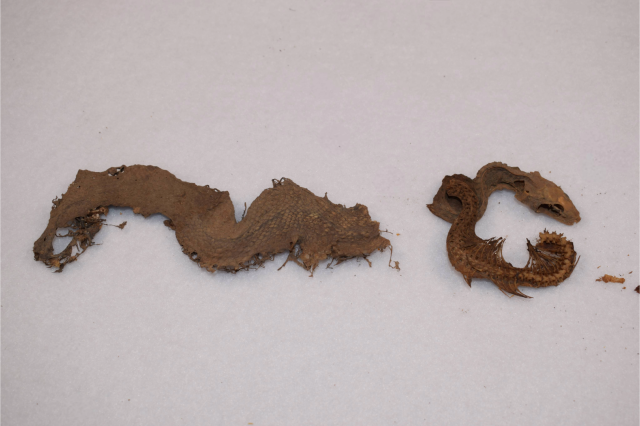 Mummified Trans-Pecos rat snake (Bogertophis subocularis)