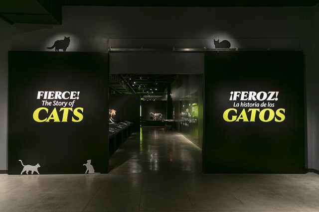 Fierce! The Story of Cats in yellow and white letters in English and Spanish on either side of an entry way