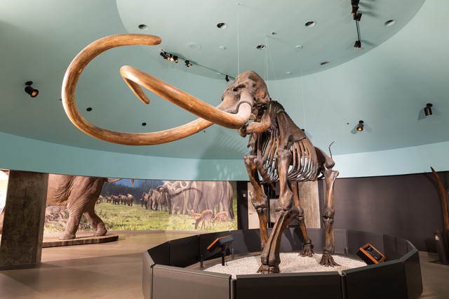 Mammoth skeleton with curved tusks shot from below with a blue circular ceiling above