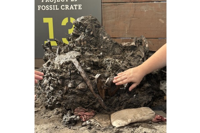Hand touching a chunk of tar embedded with fossils