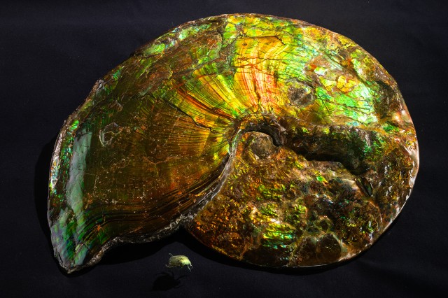 Green, yellow, and goldish red shimmering spiral ammolite