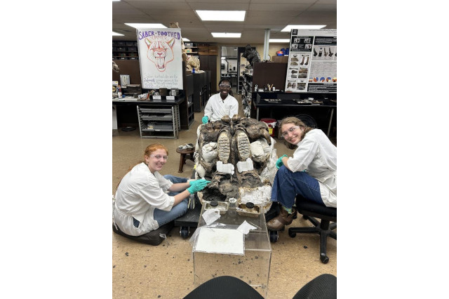 Interns in white lab coats working on a large fossil specimen