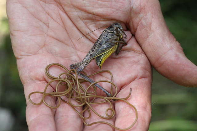 Long, skinny brown parasitic worm coming out of the anus of a dead grasshopper, held up to the camera in a person's open palm.