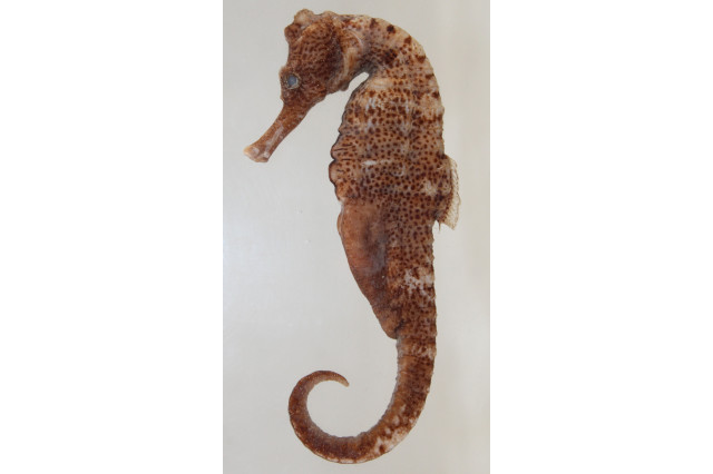 Preserved seahorse with long snout and slightly curved tail.