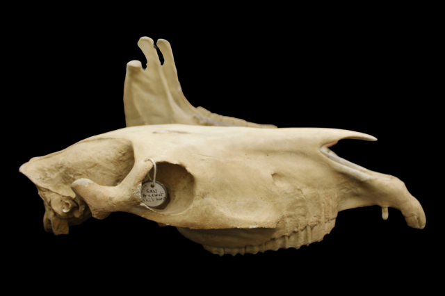 Skull cast of Przewalski's Horse with lower jaw placed behind it