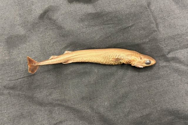 Cookiecutter Shark (Isistius brasiliensis)